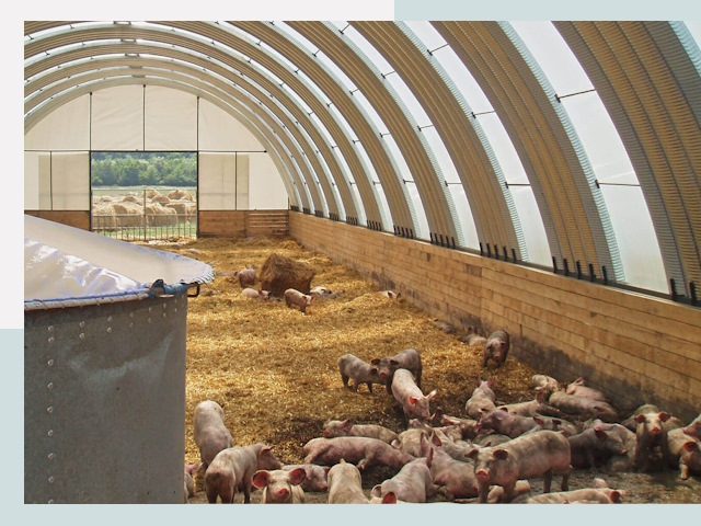 Строительство свинарников в Топках